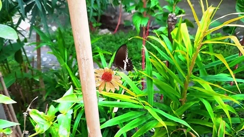 Mormon butterflies Stock Footage 292381783