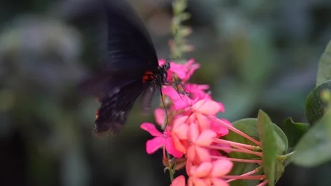  a mormon butterfly flapping wings Video stock 294905306