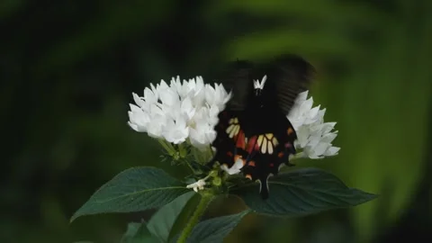 A Mormon butterfly on a flower Stock Footage 251277641