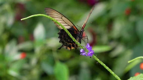A Mormon butterfly on a flower Stock Footage 272301724