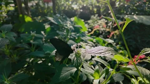  a mormon butterfly fluttering in slowmo Stock Footage 295206770