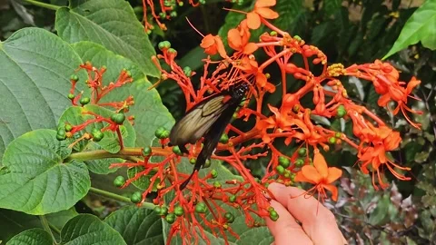 A mormon butterfly  Stock Footage 245045015