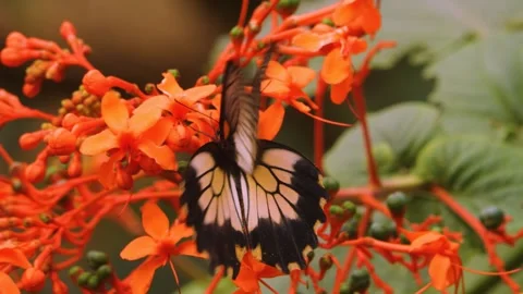 A mormon butterfly Stock Footage 255681226
