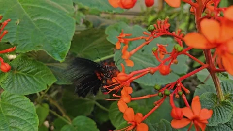 A mormon butterfly Stock Footage 272956164