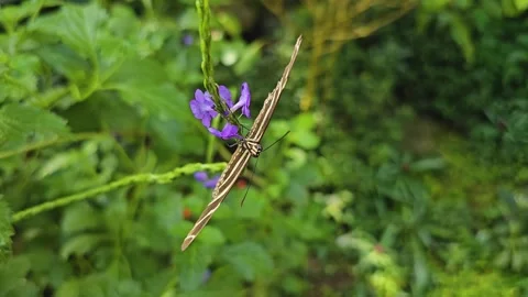 A Mormon butterfly Stock Footage 275508561