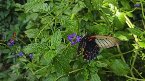 A  mormon butterfly Stock Footage 275556991