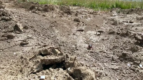 Mormon Cricket Crawling Toward Camera Stock Footage 161755784