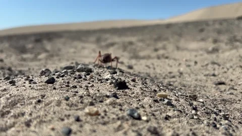 Mormon Cricket katydid closeup crawling across the desert Stock Footage 342165505