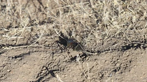 Mormon Cricket Migration Nevada Stock Footage 134505496