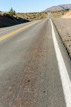 Mormon cricket roadkill smashed in the middle of the road during migration Stock Photos