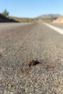 Mormon cricket roadkill smashed in the middle of the road during migration in Stock Photos
