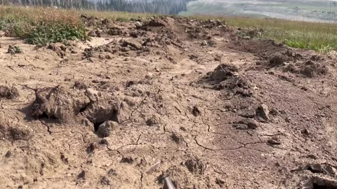 Mormon Crickets Crawling Through a Mountain Meadow Stock Footage 161755804