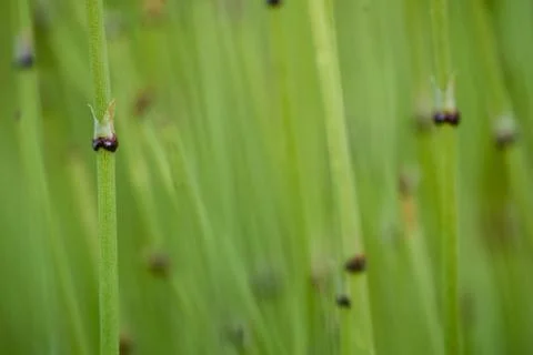 Mormon Tea macro Stock Photos