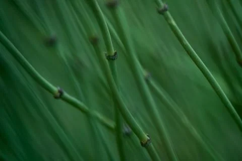 Mormon Tea macro1 Stock Photos