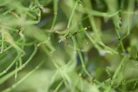 Mormon Tea macro2 Stock Photos