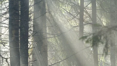 Mornin in forest Stock Footage 122392422