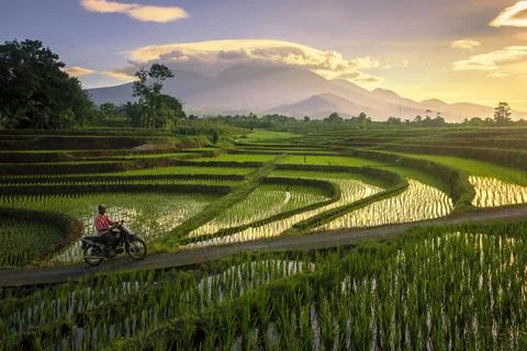 Morning activities in the countryside and rice fields Stock Photos
