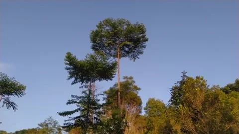 Morning atmosphere Video stock 279727097