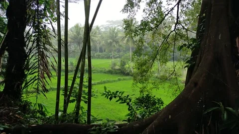 Morning atmosphere. Video stock 288656937