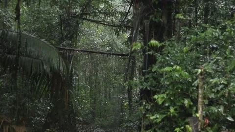 The morning atmosphere in the forest Stock Footage 247199530