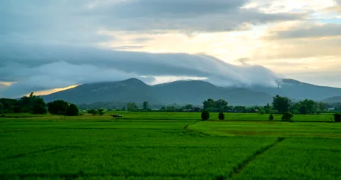 Morning atmosphere over the rice fields with mist flowing flowing fog Stock Footage 289915496