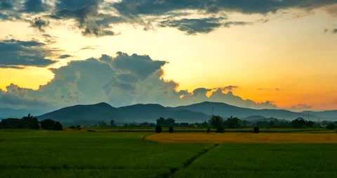 Morning atmosphere over the rice fields with flowing fog Stock Footage 290294390