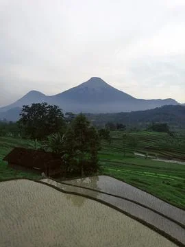 Morning atmosphere in rice fields Stock Photos