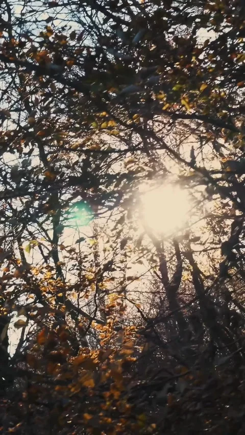 Morning in autumn forest. Sun rays break through the golden and orange foliage Stock Footage 310183394
