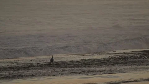 Morning at the beach Stock Footage 272151629