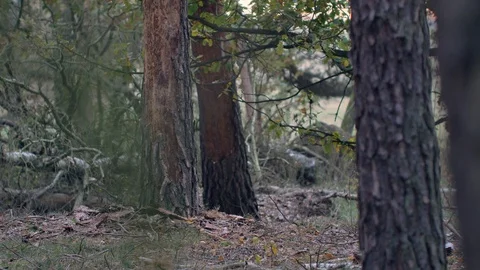Morning in beautiful forest. Stock Footage 119175120