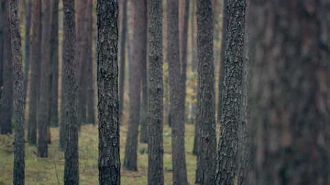 Morning in beautiful forest. Stockbeeldmateriaal 119176157