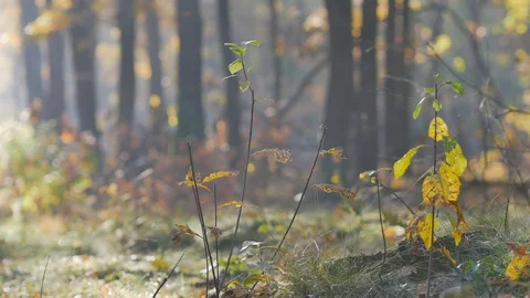 Morning in beautiful forest. Leafs falling from trees. Stock Footage 96772827