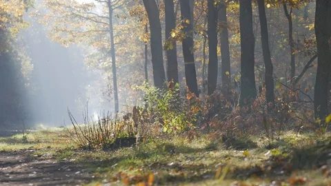 Morning in beautiful forest. Leafs falling from trees. 스톡 동영상 96773610
