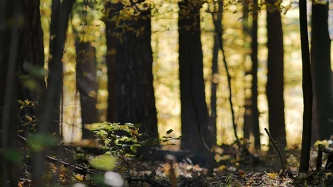 Morning in beautiful forest. Leafs falling from trees. Stock Footage 96773731