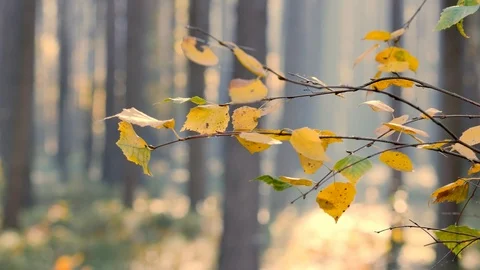 Morning in beautiful forest. Leafs falling from trees. Stock-Footage 96773942
