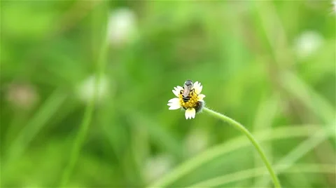 This morning,a bee is foraging. Stock Footage 49465568