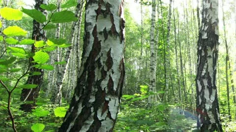 Morning in a birch forest Stock Footage 11887782