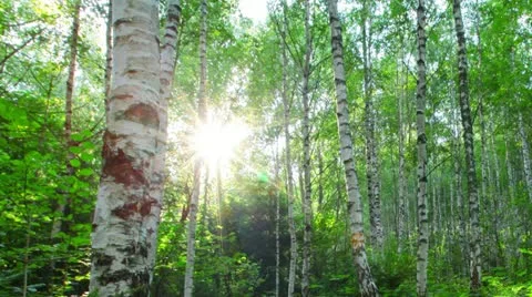 Morning in a birch forest Stock Footage 20441613