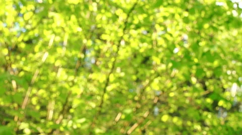 Morning in a birch forest Video stock 57316628