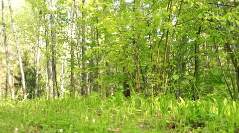 Morning in a birch forest Video stock 57316644
