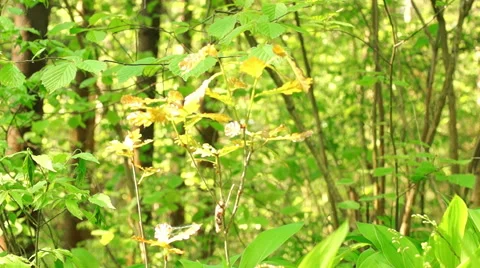 Morning in a birch forest Video stock 57316652