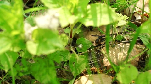 Morning in a birch forest Video stock 57316657
