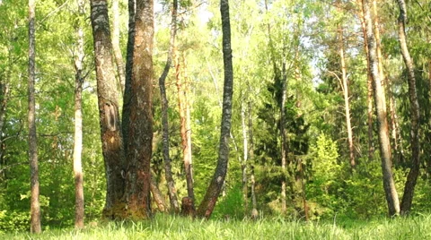 Morning in a birch forest Video stock 57316667