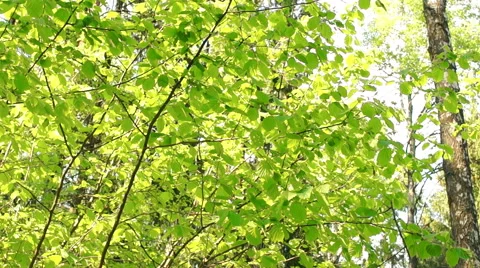 Morning in a birch forest Video stock 57316669