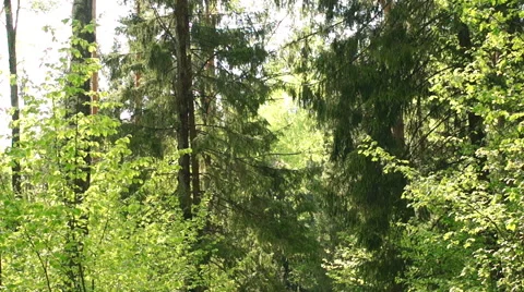 Morning in a birch forest Video stock 57316693