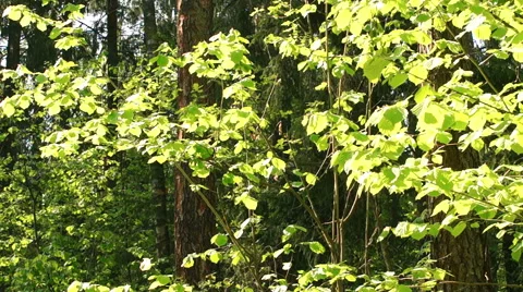 Morning in a birch forest Video stock 57316730