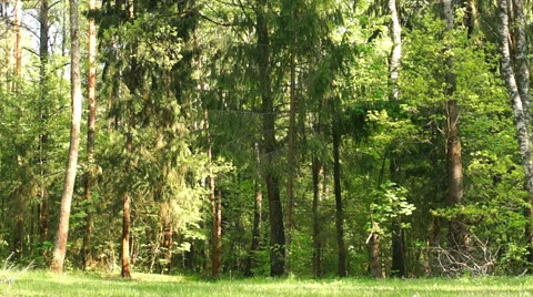 Morning in a birch forest Stock-Footage 57316755
