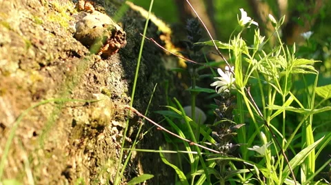 Morning in a birch forest Stock-Footage 57316774