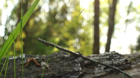 Morning in a birch forest Stock-Footage 57316809