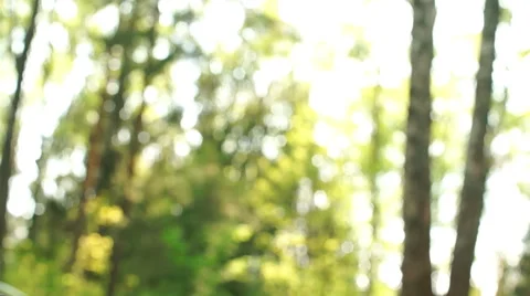 Morning in a birch forest Stock-Footage 57316813